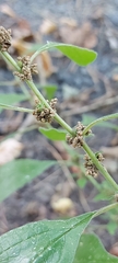 Parietaria officinalis