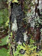 Fuscopannaria leucosticta