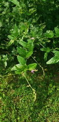 Desmodium