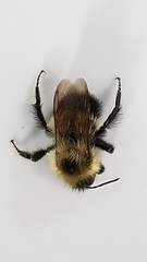 Bombus vagans