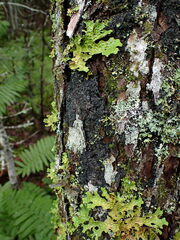 Fuscopannaria leucosticta