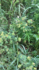 Euphorbia amygdaloides
