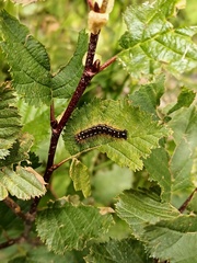Eriogaster arbusculae