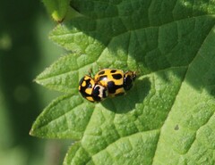 Propylea quatuordecimpunctata