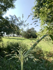 Sorghum