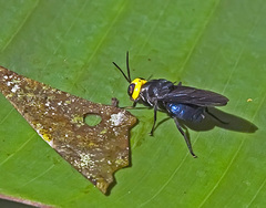 Cyphomyia