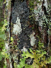 Fuscopannaria leucosticta