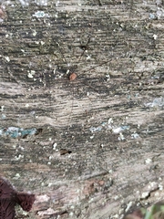 Leiobunum blackwalli