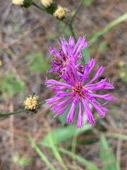 Vernonia acaulis