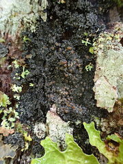 Fuscopannaria leucosticta