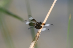 Libellula luctuosa