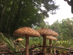 Amanita rubescens