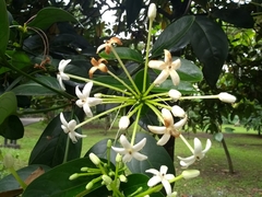 Posoqueria latifolia