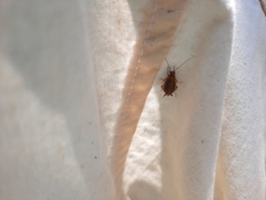 Insecta