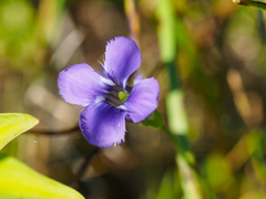 Gentianopsis