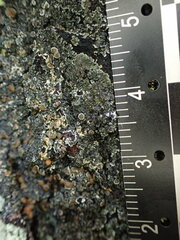 Fuscopannaria leucosticta