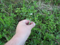 Strophostyles leiosperma