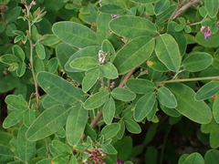 Lespedeza