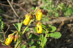 Hermannia multiflora