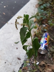 Caryophyllales