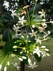 Posoqueria latifolia