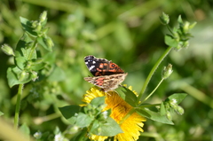 Vanessa braziliensis