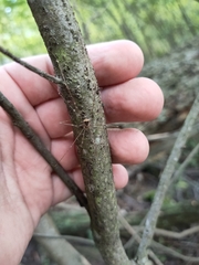 Leiobunum blackwalli