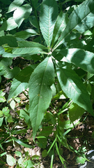 Eutrochium purpureum