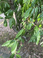 Elaeagnus umbellata
