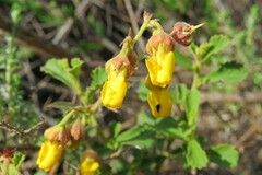 Hermannia multiflora