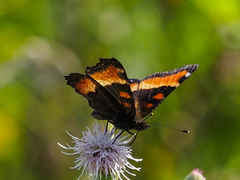Aglais milberti