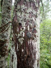Pannaria conoplea image