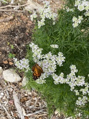 Vanessa virginiensis
