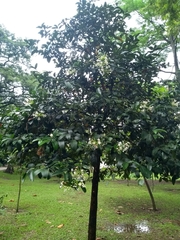 Posoqueria latifolia