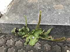 Plantago major