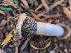 Montagnea arenaria
