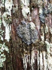 Pannaria conoplea image