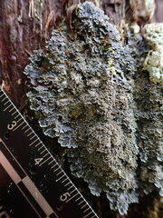 Pannaria conoplea image