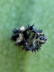 Harmonia axyridis