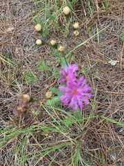 Vernonia acaulis