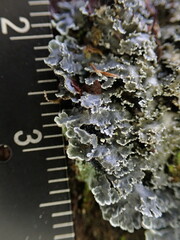 Pannaria conoplea image