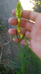 Linaria vulgaris