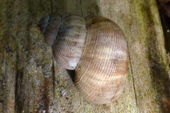 Pomatias elegans
