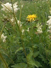 Crepis sibirica