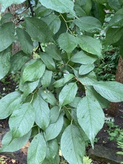 Prunus americana