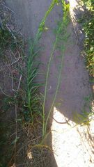 Linaria vulgaris