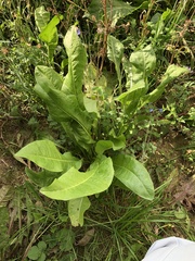 Plantae
