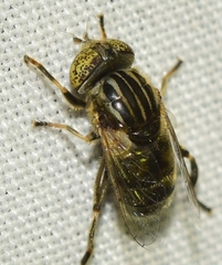 Eristalinus aeneus