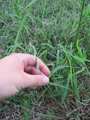Spiranthes lacera gracilis