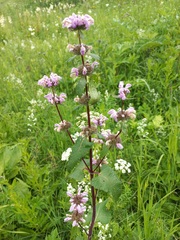 Phlomoides tuberosa